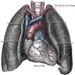 Heart-and-lungs